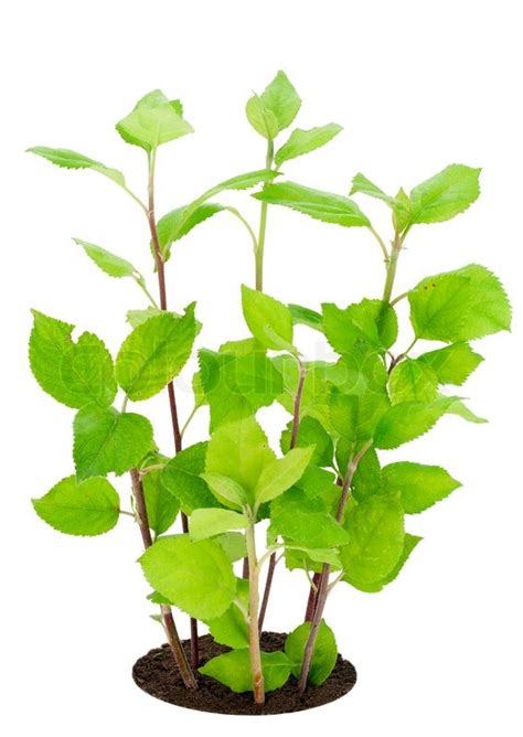 After 15 minutes or less. Fresh green branches seedling sprouts ... | Stock image ...