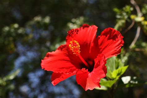 Phoenix Flower Flickr Photo Sharing