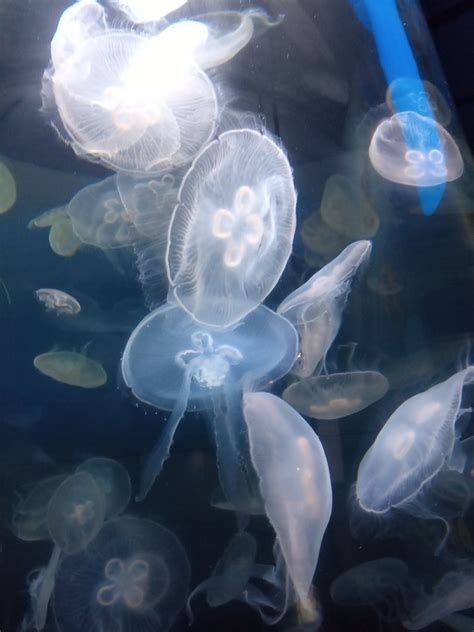 Moon Jellyfish Zoochat
