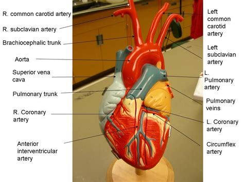 Blood vessels are the channels or conduits through which blood is distributed to body tissues. anatomical heart labeled - Google Search | Anatomy (Heart ...
