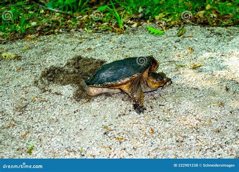 Female Snapping Turtle Laying Eggs Along A Nature Trail Stock Photo