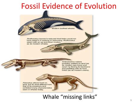 Ppt The Evidence For Evolution Powerpoint Presentation Free Download