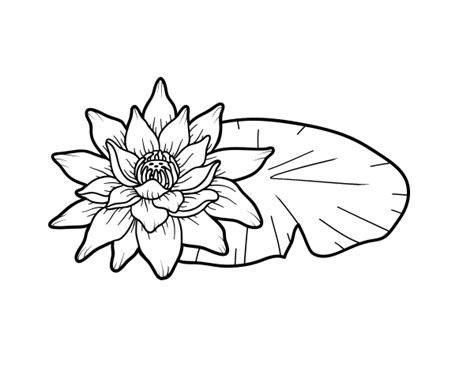 Ni siquiera es una planta sino un arbusto. Coloriage de Une fleur de lotus pour Colorier - Coloritou.com