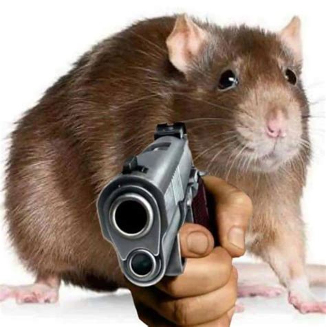 Create Meme Hamster With A Gun Rat With A Gun Meme Rat Rat