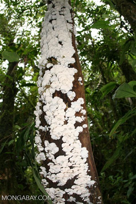 White Fungi On A Tree Trunk Co03 9713