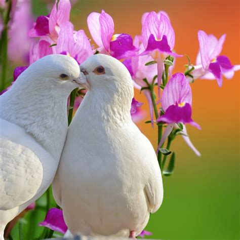 Two Loving White Doves — Stock Photo © Jackq 7653732