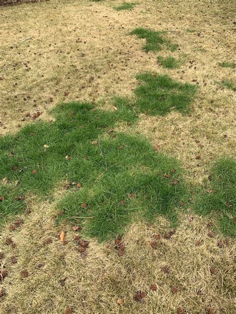 Additionally, our route managers receive ongoing continuing education on the best way to apply these products. Is this fescue creeping into my backyard? : lawncare