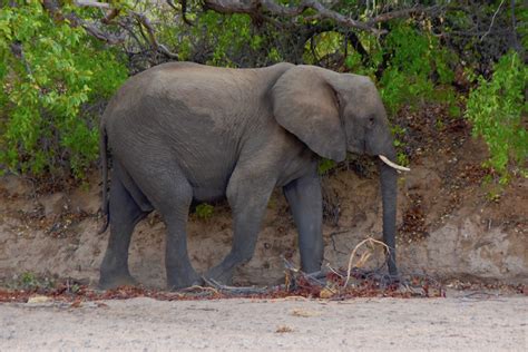 Damaraland Desert Elephant Safari The Maritime Explorer
