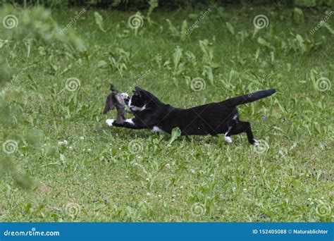 Domestic Cat Hunting Bird Stock Photo Image Of Outdoors 152405088