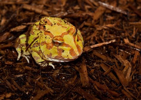 They are also known as a fully grown female argentine horned frog (females are generally larger than males) can easily eat a grown rat. albino pacman frog by sildar-god on DeviantArt