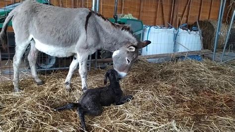 Il Parto Dellasina La Nascita Di Vincenzo Donkey Giving A Birth