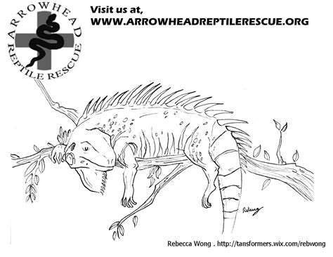 Download Download Green Iguana coloring for free - Designlooter ...