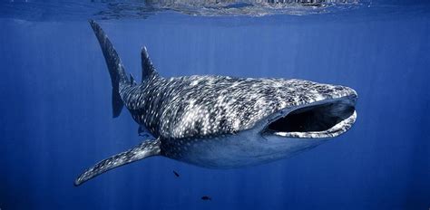 באתר מאמא גורו תמצאו מבצעים, כתבות וטיפים. תיעוד נדיר: כריש לוויתן ענק ועוצמתי נצפה בחופי אילת - גלובס
