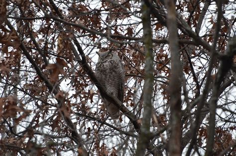 Owl Great Horned Owl Subarctic Minnesota Anoka County Flickr
