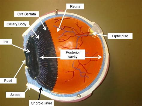 Eye Anatomy Quizlet