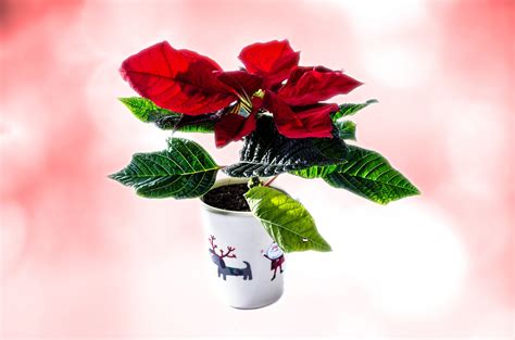 Christmas Flower Free Stock Photo Public Domain Pictures