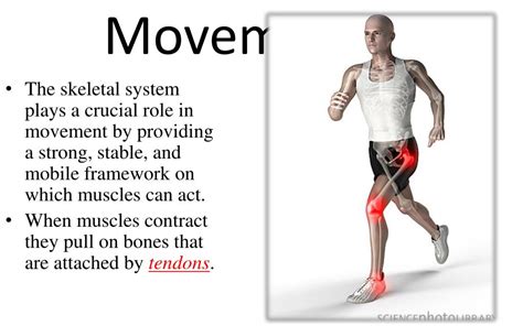 Ppt Skeletal Muscular And Nervous System Powerpoint Presentation