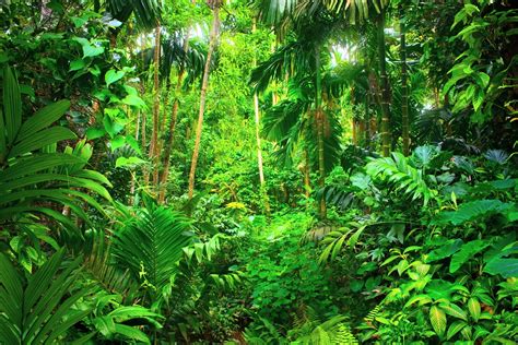 Tropical Trees Die Younger In Hot Temperatures