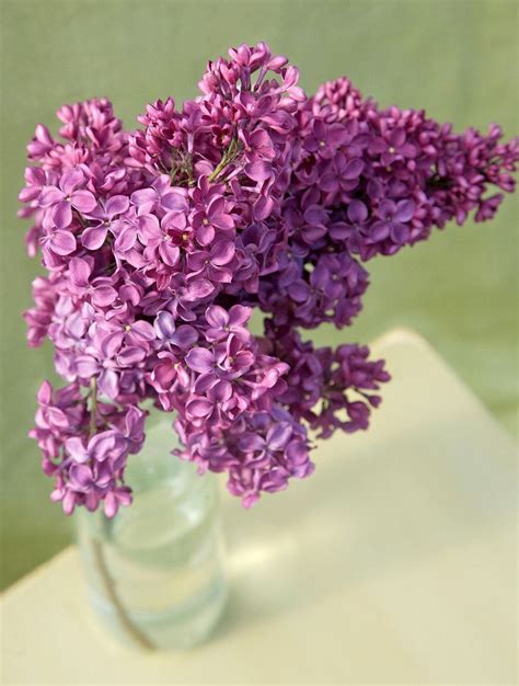 The 10 Most Fragrant Lilacs That Also Happen To Be Gorgeous Lilac