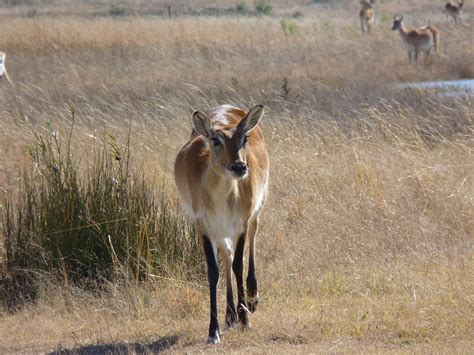 Download Free Photo Of Lechwe Lechwee Marsh Antelope Africa