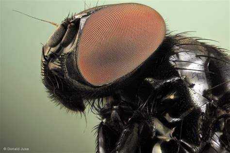 Incredible Macro Photographs Showcase The Unseen Details Of Insects
