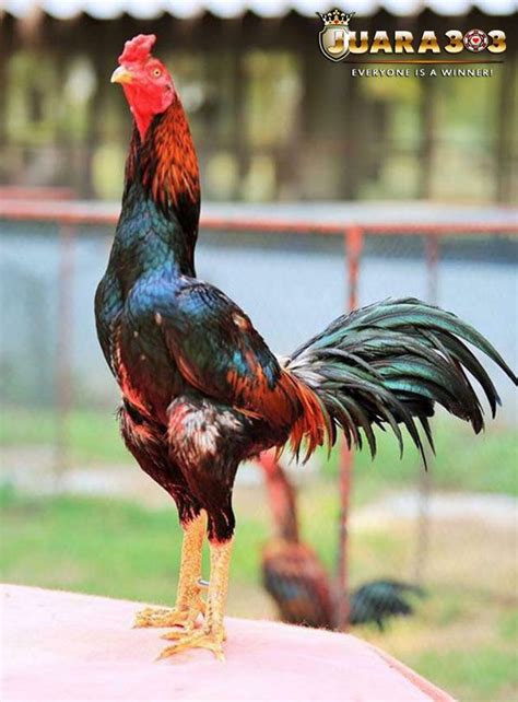 Begitu ayam vietnam mendapatkan ancaman,ia akan segera melakukan belasan dengan cepat saat pertarungan sedang berlangsung,ayam vietnam mampu menempatkan diri ke dalam posisi yang. SABUNG AYAM ONLINE | COCKFIGHT | ROOSTER | SV388 | S128 | TAJI | AYAM BANGKOK | AYAM BIRMA ...