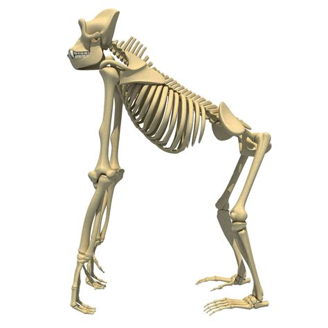 Gorilla Skeleton 3d Model By 3d Horse