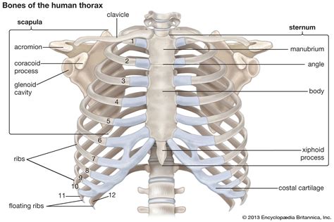 Rib Cage Labeled Posterior View Rib Cage Posterior View My XXX Hot Girl