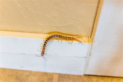 Large House Centipede Insect Bug Crawling On Wall In New Mexico With