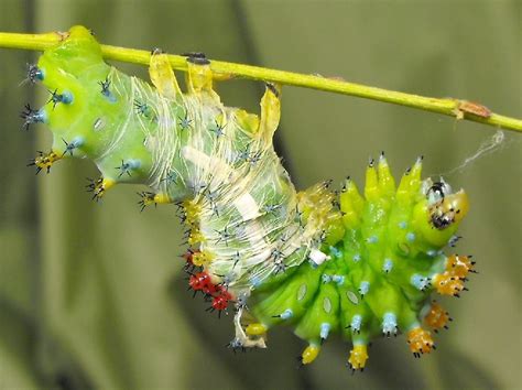 Hyalophora Cecropia Caterpillar Next Instar Schmetterlinge Arten