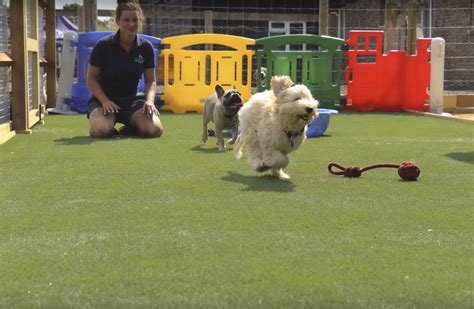 Doggy Day Care Faqs Faqs Barehams Boarding And Daycare Centre Orsett