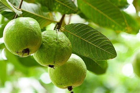 Puspita Nursery Taiwan Pink Guava Rare Dwarf Variety Grafted Live Plant