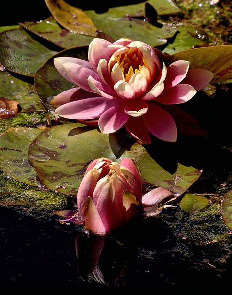 Water Lily Nymphaeaceae Photograph By Michael Gordon Fine Art America