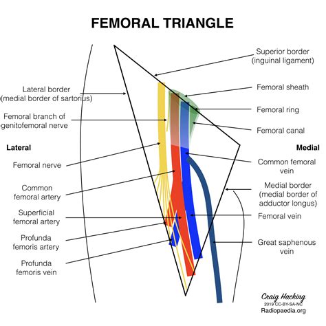 Radiopaedia Drawing Femoral Triangle Schematic English Labels