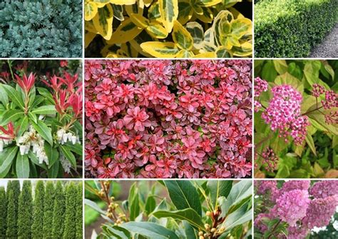 Arbustos Guía De Jardinería