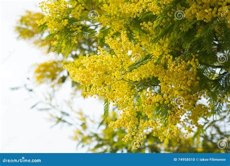 Mimosa Branches With Yellow Flowers Close Up Stock Photo Image Of
