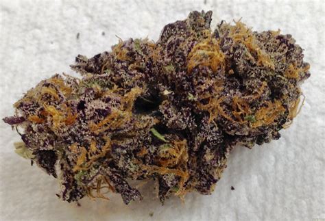 Grand Daddy Purp (Grand Daddy Purp) :: Cannabis Strain Info