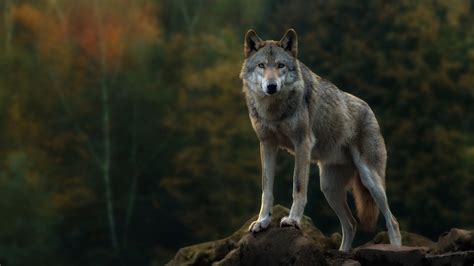 Animal Gray Wolf Hd Wallpaper