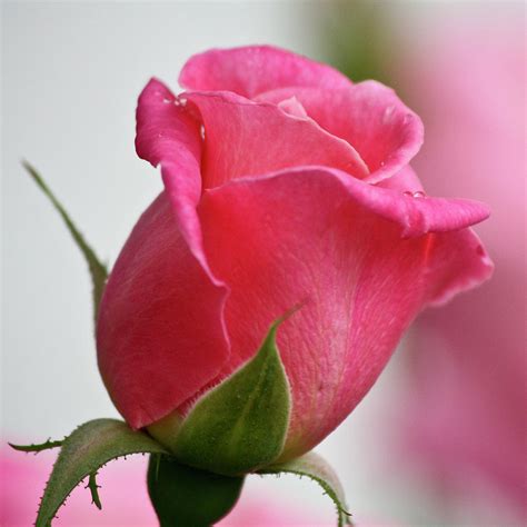 Pink Rosebud Squared Photograph By Teresa Mucha Pixels