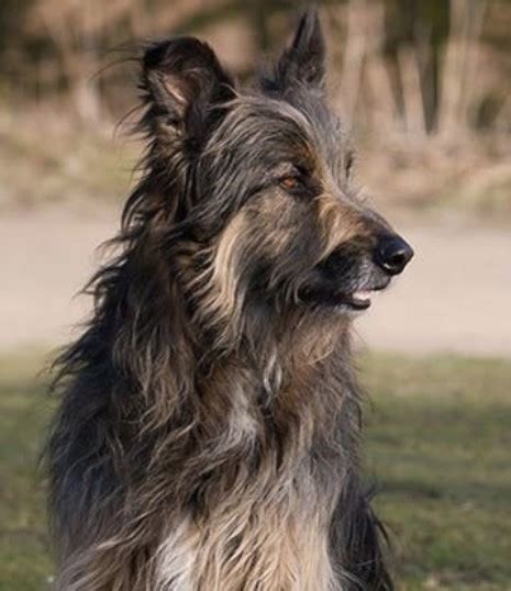 Tibetan Wolfhound Irish Wolfhound X Tibetan Mastiff Mix Petpress