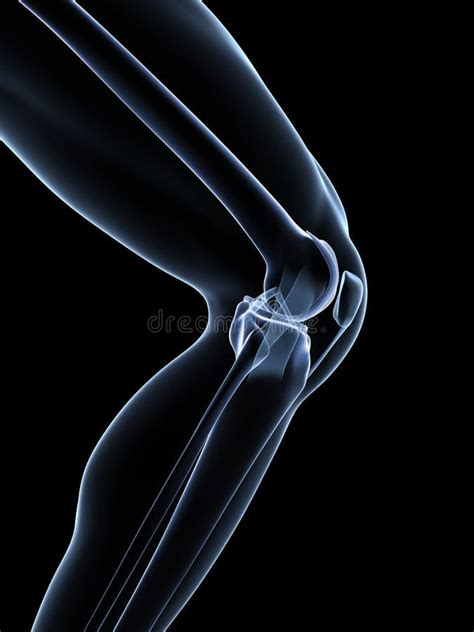 Knee Anatomy Stock Vector Illustration Of Tibia Ligaments 28485821