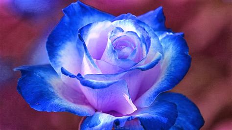 Roses are emotive flowers that can hold deep meaning and stir feelings. HD Wallpapers Desktop: Blue Flower HD Wallpapers