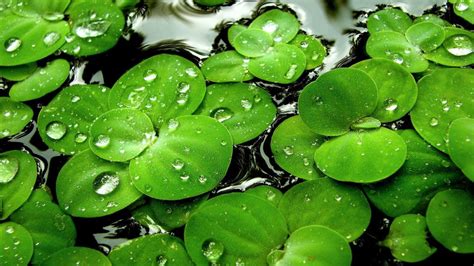 Four Leaf Clover On Water With Water Drops On Leaves Hd Four Leaf