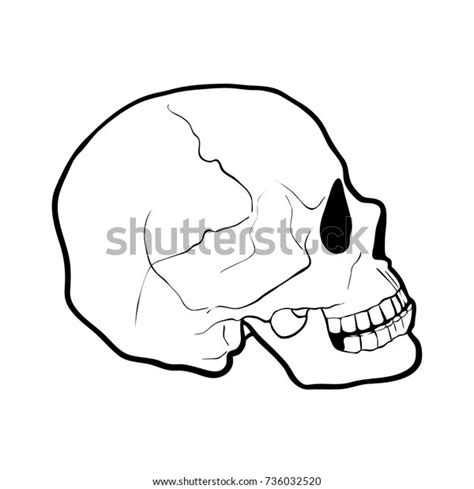 Hand Drawn Human Skull Profile Vector Stock Vector Royalty Free