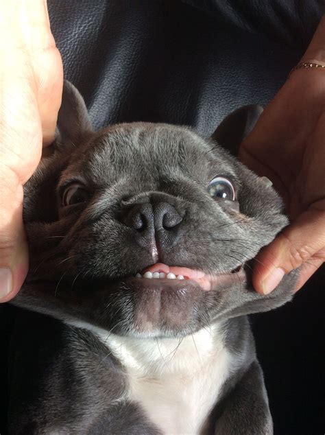 The blue french bulldog is a very popular dog, that has gray hair with bluish highlights and bat ears. Blue French Bulldogs - Breed Information, Price, Facts ...