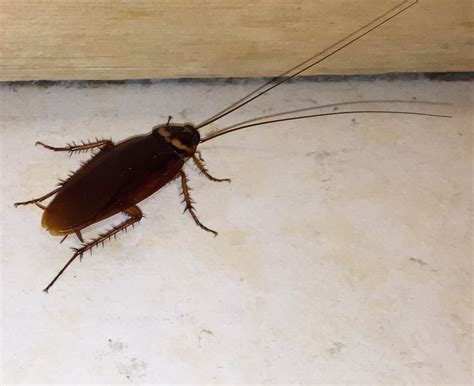 So, here is how to get rid of cockroaches with home remedies which are the most. Cockroach Control | Quest Pest Control Suffolk County