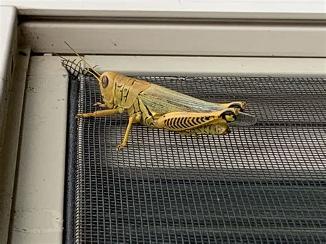 There are 4 primary types of termites in the united states, each with their own unique behavioral tendencies requiring their own unique treatment. Grasshoppers in the yard - Bio-Tech Pest Control - Termite ...