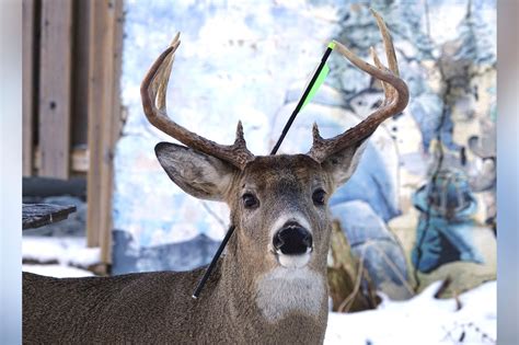 Photo Shows Deer With Arrow Sticking Out Of Head In Canada