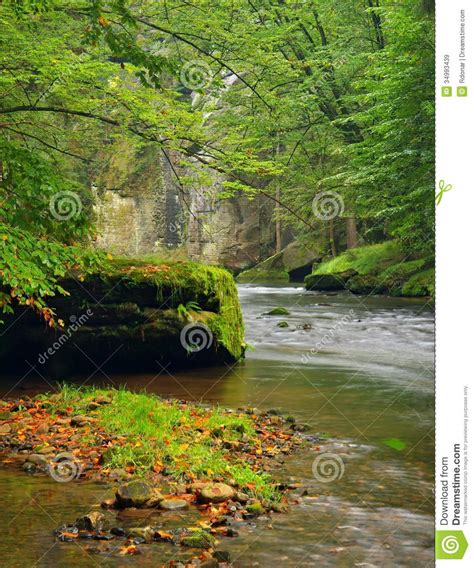 Mountain Stream In Fresh Green Leaves Forest After Rainy