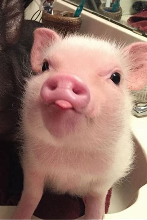 Lovely Pet Pig Do You Want To Raise One In 2020 With Images Cute